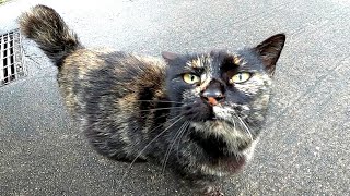 ハチワレ猫に付いていった先で出会ったサビ猫はゴロゴロと大音量で喉を鳴らす人懐っこい猫だった