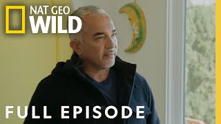 Doggie Aggression Full Episode Cesar Millan Better Human Better Dog