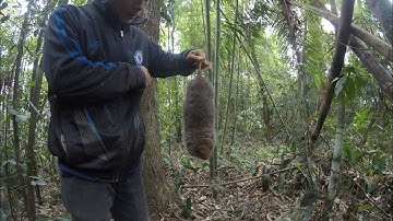 Đào Dúi Rừng Khủng Và Cách Sử Dụng Cây Đào Dúi | Núi Rừng Đông Bắc