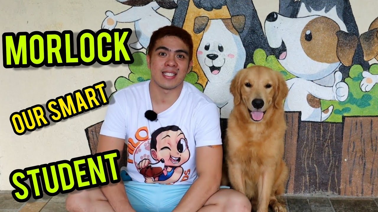 BASIC AND ADVANCE OBEDIENCE DOG TRAINING YouTube