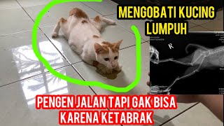 Kucing cantik Lumpuh Seneng Banget Di Adopsi Dan Di Obati Bikin Haru Pecinta Kucing..!