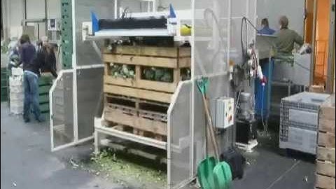 Cleaning, Grading & Packing of Broccoli: An Integrated Solution