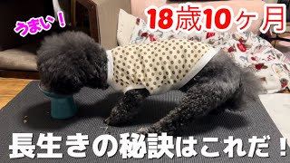 【トイプードル18歳】4月で19歳になるミッキーはかぁちゃんの手作りご飯で食欲を取り戻しました シニア犬 シニア犬の食事