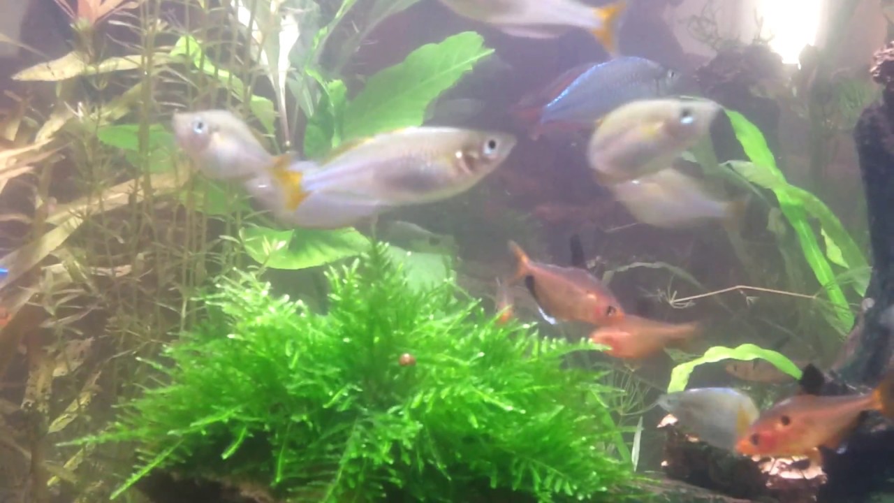 икромет неоновых радужницы (Melanotaenia praecox)