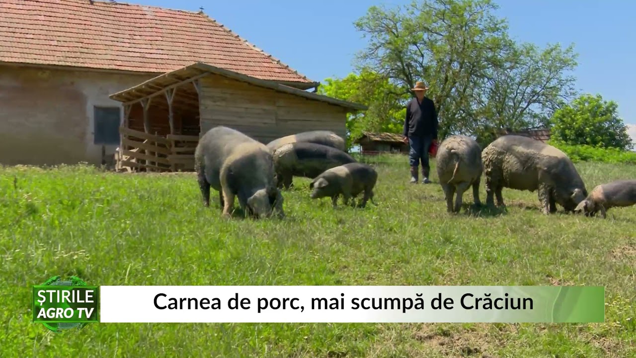 Carnea de porc, mai scumpă de Crăciun! Cât va trebui să scoatem din buzunar 1 Carnea de porc, mai scumpă de Crăciun! Cât va trebui să scoatem din buzunar YouTube player