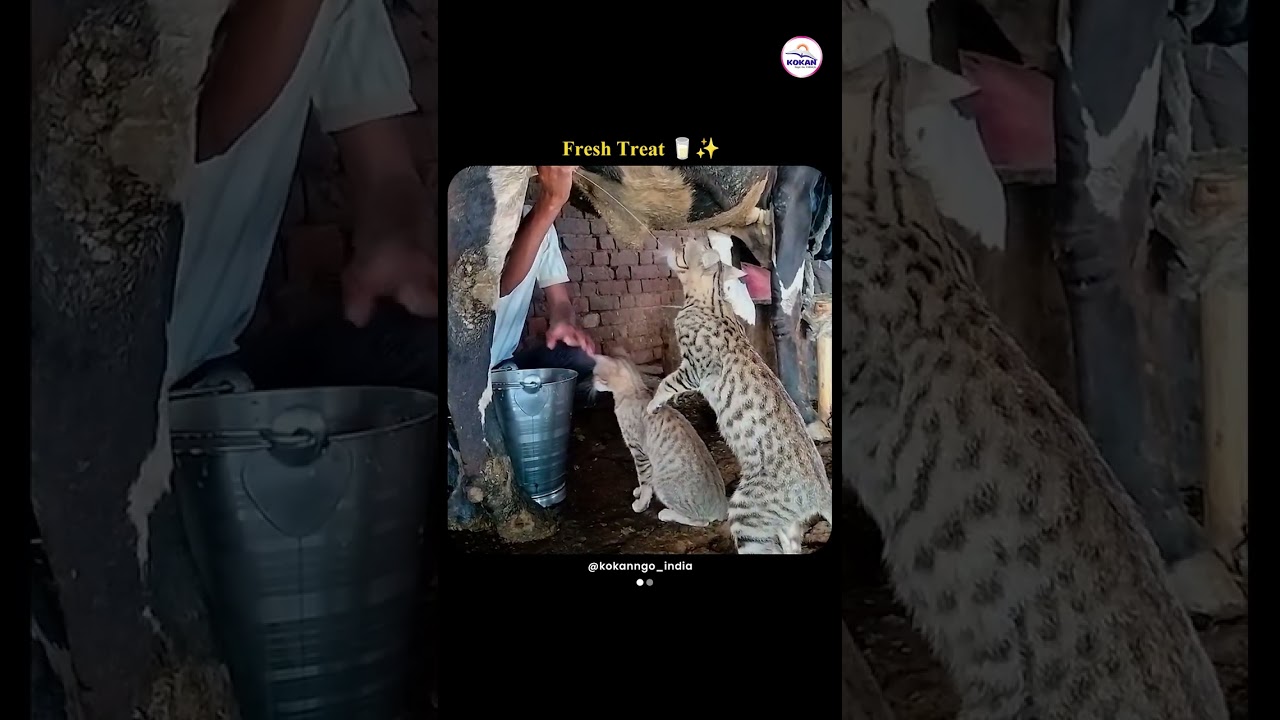 Clever Cats Enjoy Fresh Milk from Cow | Nature’s Sweetest Moment 🐱🥛 #shorts #cat