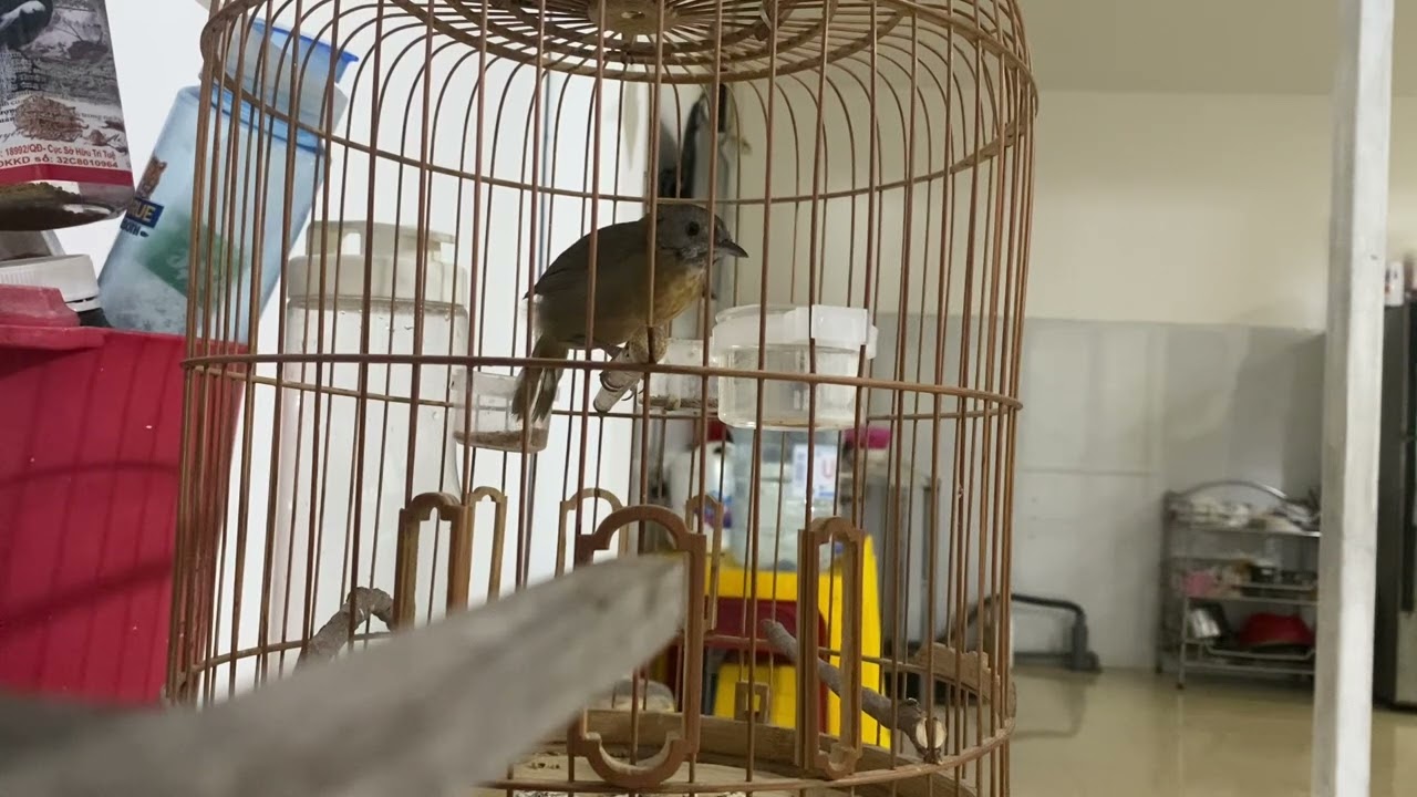 Tiểu Mi song ca với Choè Lửa đón bão Trà My