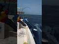 sambaran tuna monster secara tiba tiba dari bawah perahu #amazing #fishing #yellowfintuna