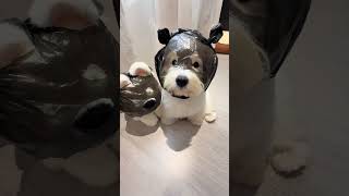 Adorable west highland white terrier puppy #westhighlandwhiteterriers #dog #smalldog #fluffydog