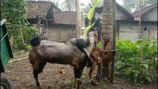pagi pagi kambing minta kawin