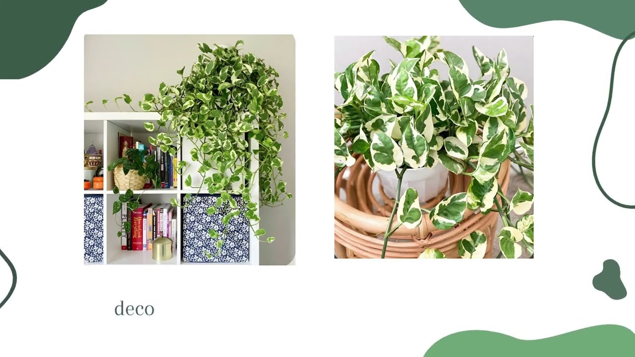 The Plantmaniacs N'joy Pothos money plant