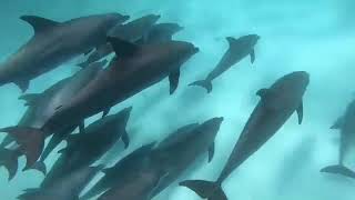 Dolphins trip in nungwi Zanzibar
