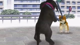 Nintendogs Dogs Become Friends At Last Second @Lizuma