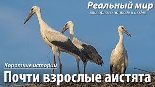 Почти взрослые аистята. Белые аисты (Ciconia ciconia). Почти взрослые аистята. Белые аисты (Ciconia ciconia).