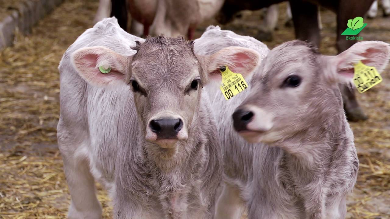 Ökokiste Hof Engelhardt YouTube