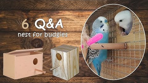 Which nest to choose for budgies | Guide