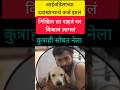 dog lover - किती अवघड #maharashtra #news #मराठीताज्याबातम्या #मराठी
