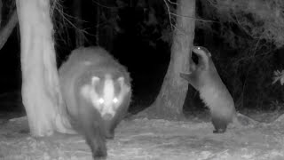Badger Behaviour and Allo-Marking