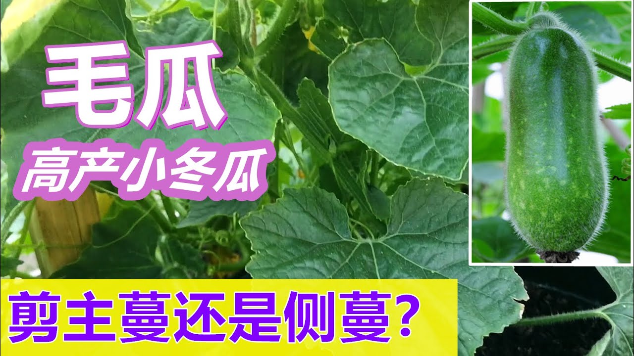 毛瓜 节瓜 冬瓜如何修剪 主蔓打顶吗 高产小冬瓜 Youtube