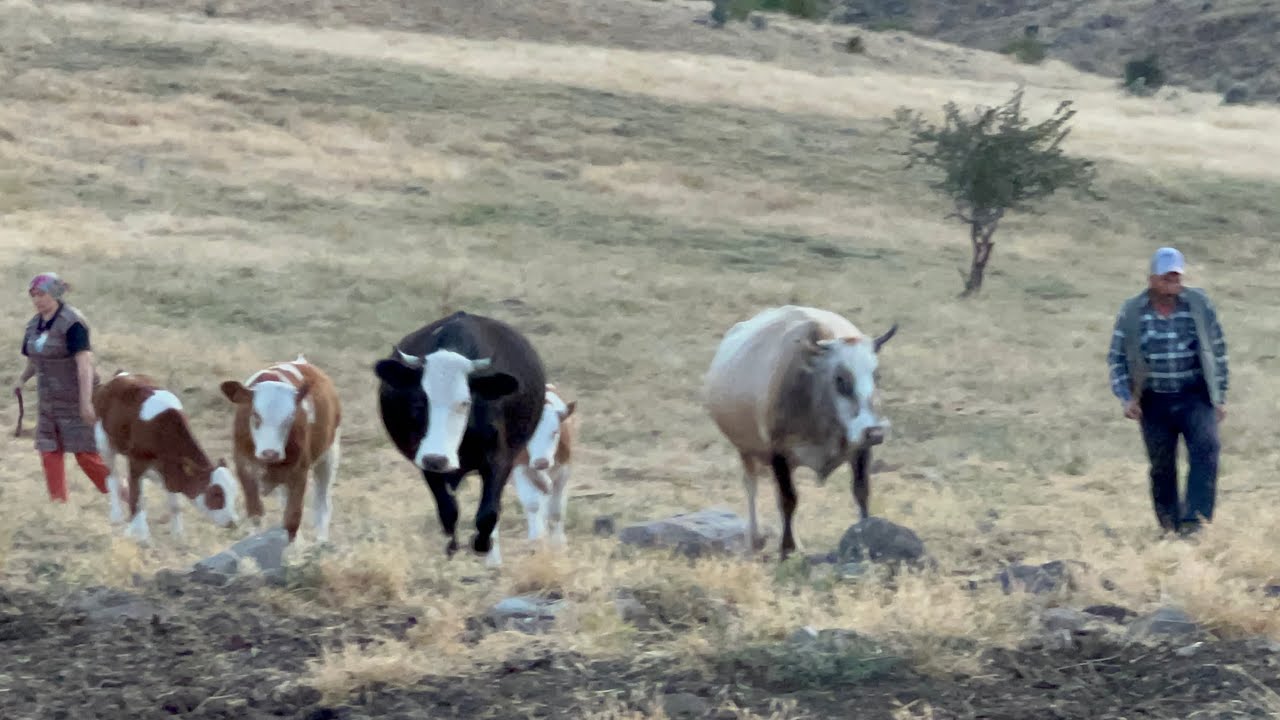 DAĞLARDAN GELEN SİMANTAL BUZALAR