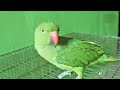 Loud Parrot Chirping at Morning | Natural Parrot Sounds | Parrot Calling Sounds ||