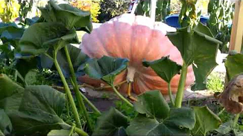 Giant pumpkin in Holly