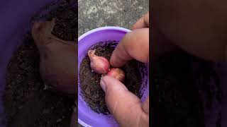 Mencoba Menanam bawangmerah Untuk Pertama Kalinya