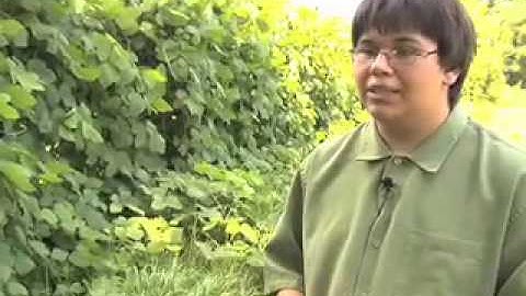 South Georgia Student Develops Method To Control Kudzu