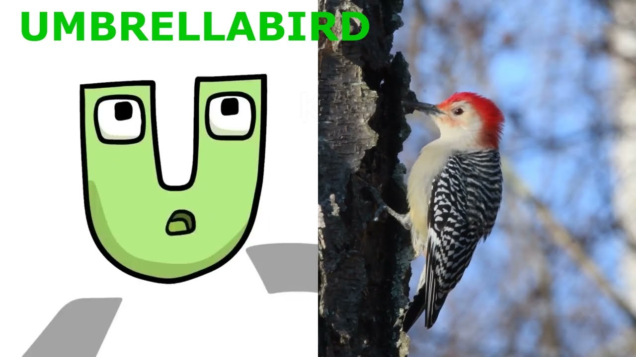 Alphabet Lore but Animals 4K 