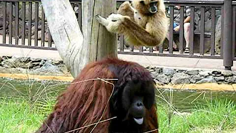 Pete the orangutan, getting angry at gibbon!:-)