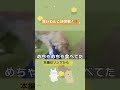 わんこたちの負けられない戦い🐶🐶🐶 #ミックス犬 #犬のいる暮らし #多頭飼い #チワワ