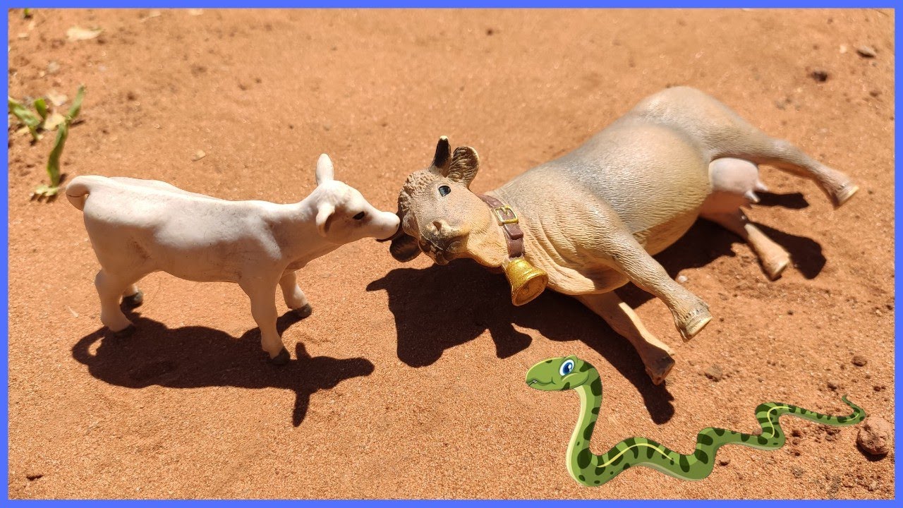 A COBRA ATACOU A VACA #chapeudogato