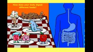 Interactive Human | Digestive System screenshot 4