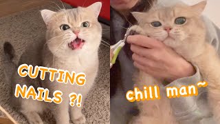 Healing Sound of Cat Meowing | How to safely trim cat's nails? | meow__cash