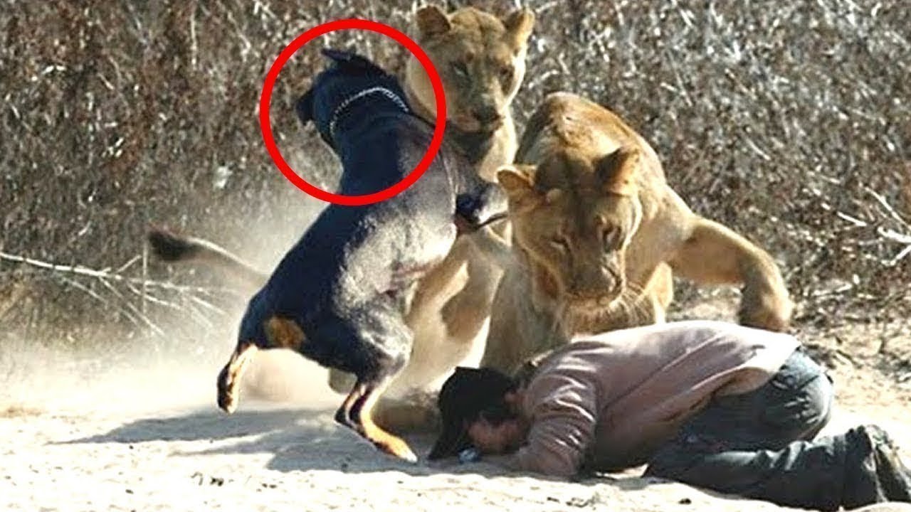 10 Wild Animals That Saved Human Lives YouTube