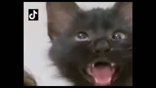 Cross Eyed Cat Meme | viral Cat Saying Huh Meme 😺 New Black Kitten Meme 😂 Cat Huh Meme Original