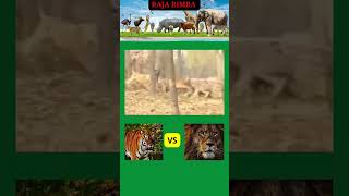 Singa Vs Harimau Pada Zaman Dahulu shorts africa