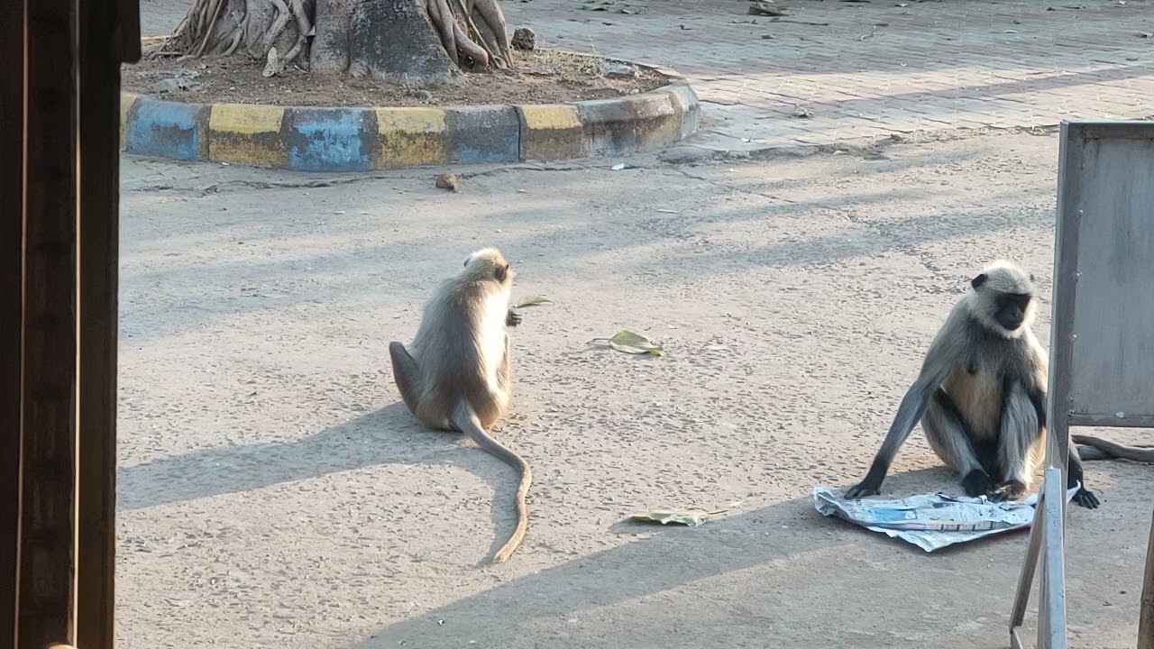 ହନୁଙ୍କ ଲୀଳା ମହିମା ଗାଦିରେ 