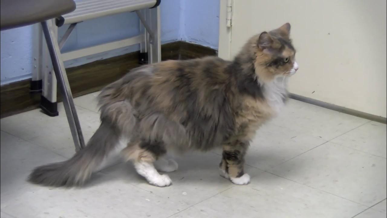 Adoptable Pet of the Week Lucky the Calico Cat YouTube