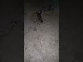 That’s straightenth the spoiled against the straw so that the spoiled shall come against the-