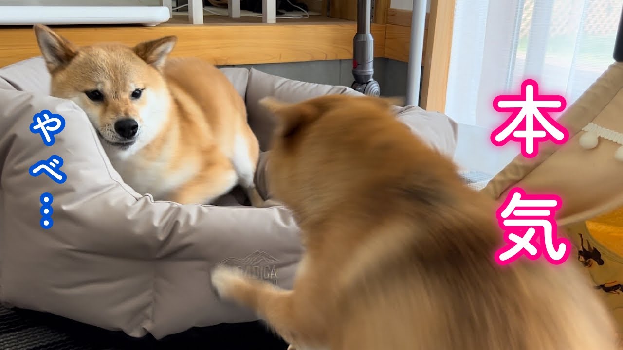 とむくん　ページ This Shiba Inu started asking for that every night, even while his