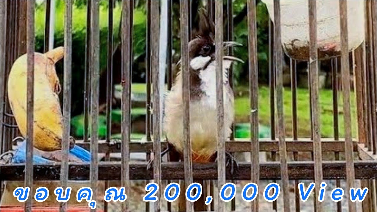 ลูกนกกรงหัวจุกป่ากำลังหัดร้อง ใว้เปิดกระตุ้นนกฟังนกร้องตาม 💯%