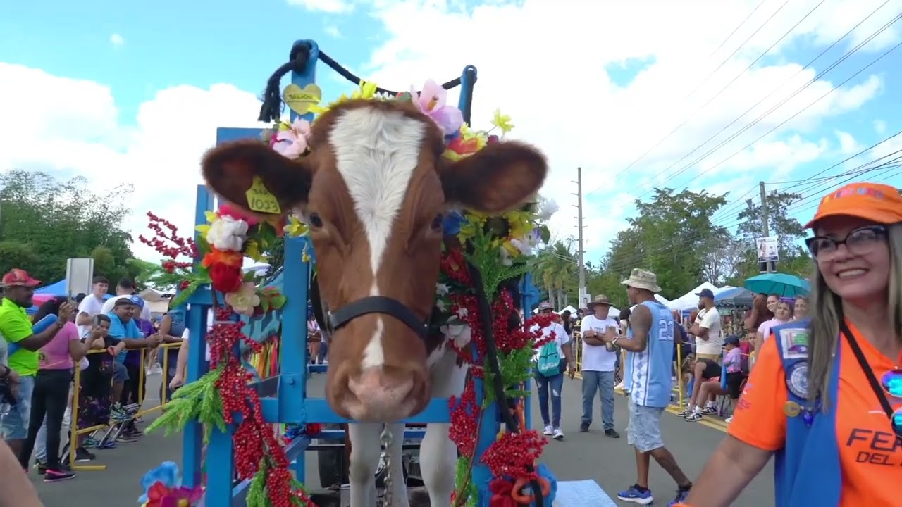 Festival de la Novilla 2024 en San Sebastián Puerto Rico celebrado anualmente en enero.