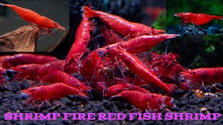 ग आग लल मछल