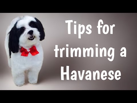 Vídeo: Dando isto ao seu diário Havanese poderia ajudar a aliviar alergias dolorosas da pele