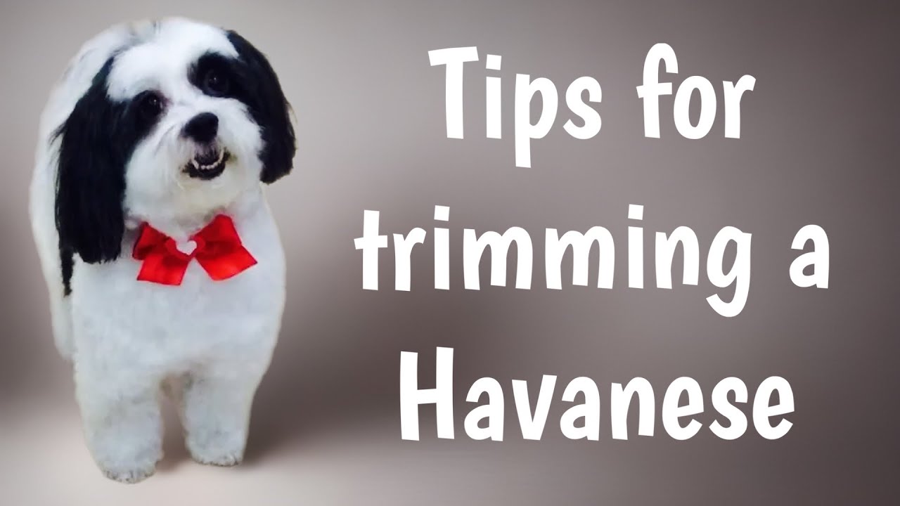 how to groom a havanese terrier