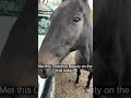 Bobby and Manners best of Mates! #horse #ponies #farm #country