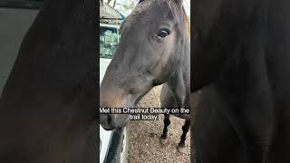 Bobby and Manners best of Mates! #horse #ponies #farm #country