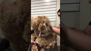 Complete full shave down on a cocker spaniel, very easy haircut and low maintenance upkeep