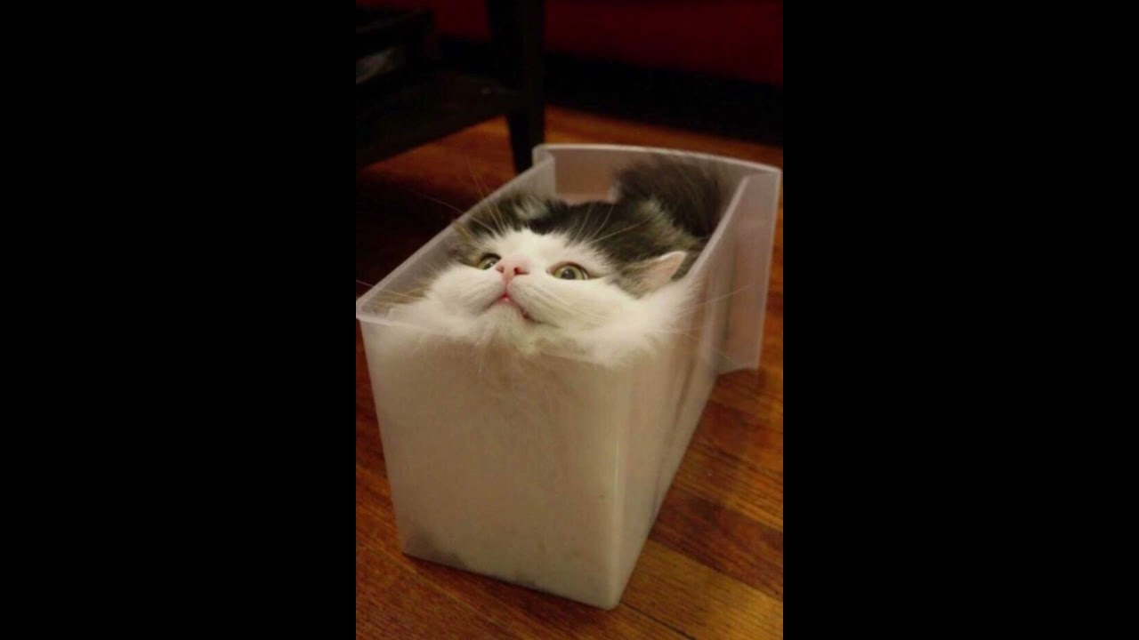 Theme that plays when you acquire a goofy loaf car.